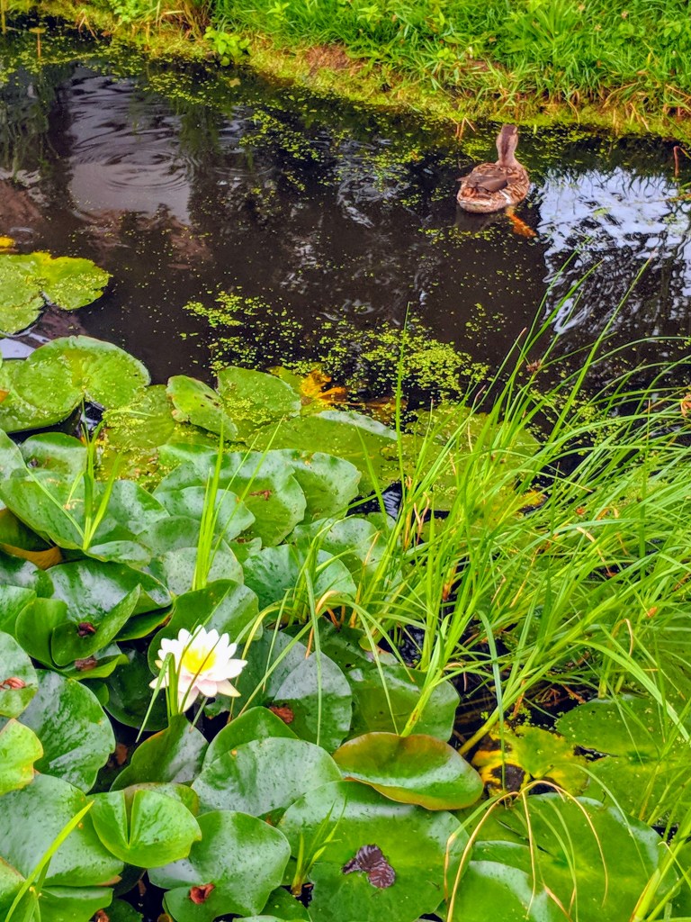 img_20180813_144644-effects