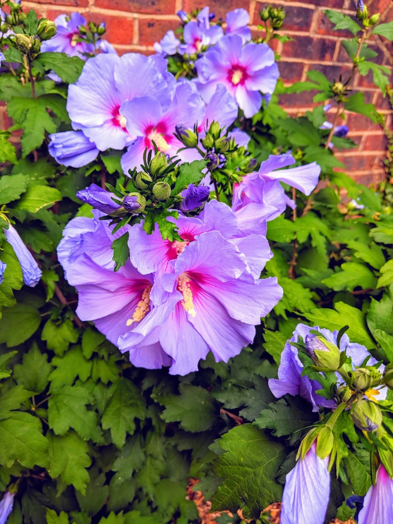 img_20180822_131654-effects