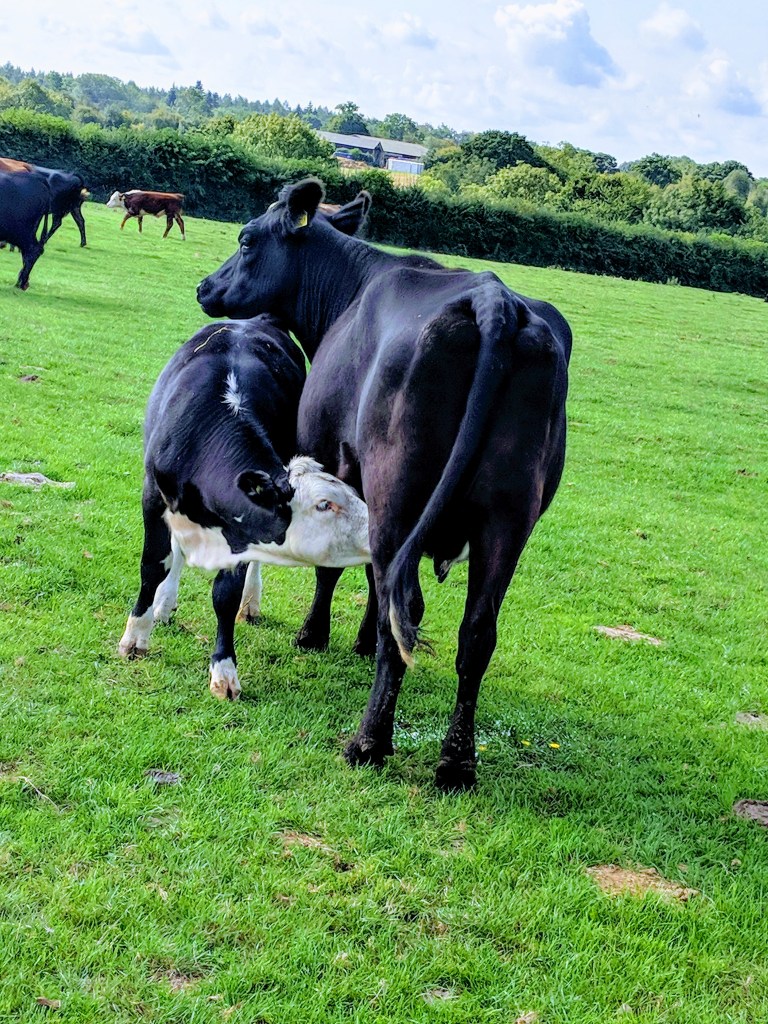 mvimg_20180831_102755-effects1